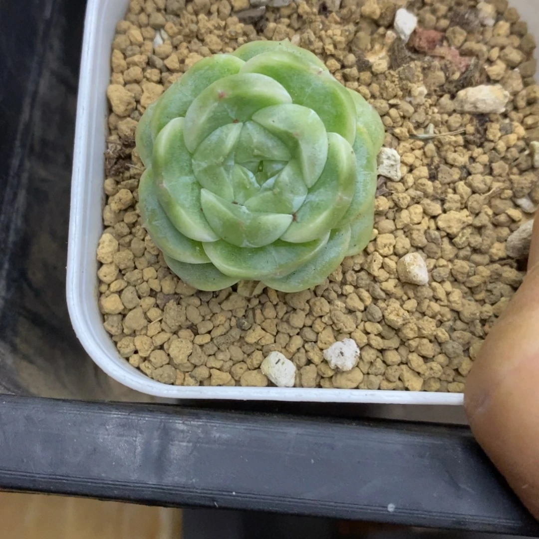 精品多肉一物一拍不包整453