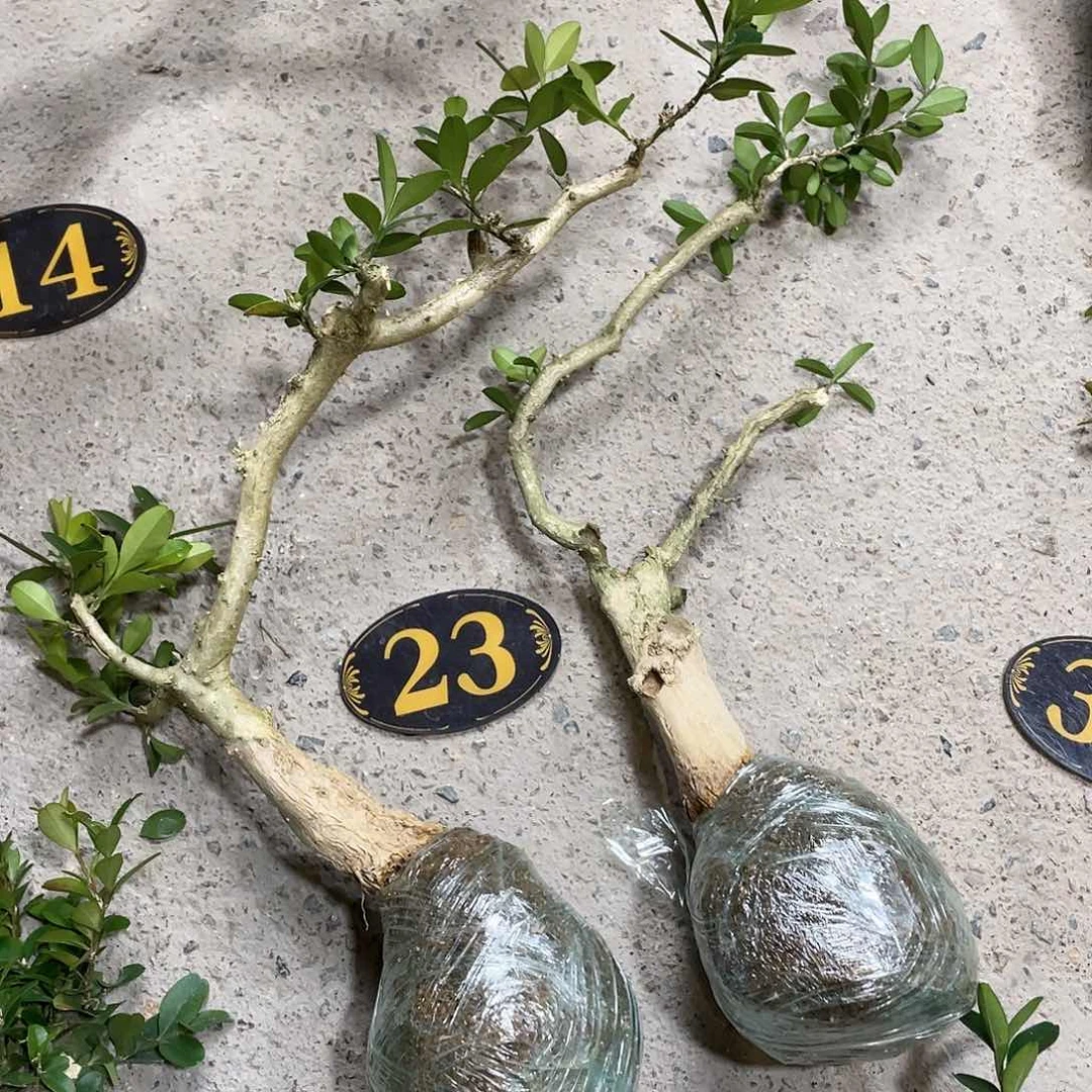 红陶?****?一直觉得你在外面挺