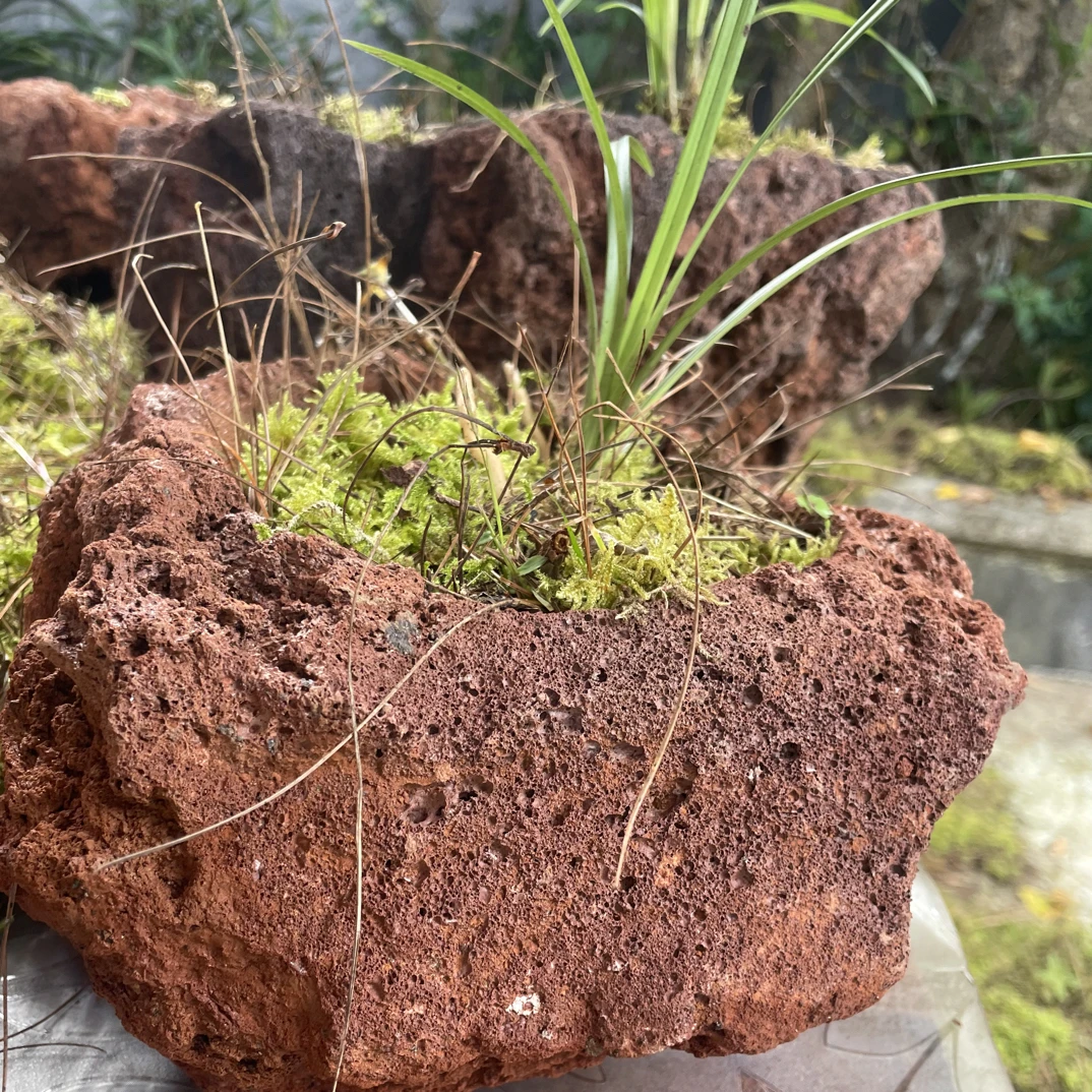 火山石花盆（一物一拍）