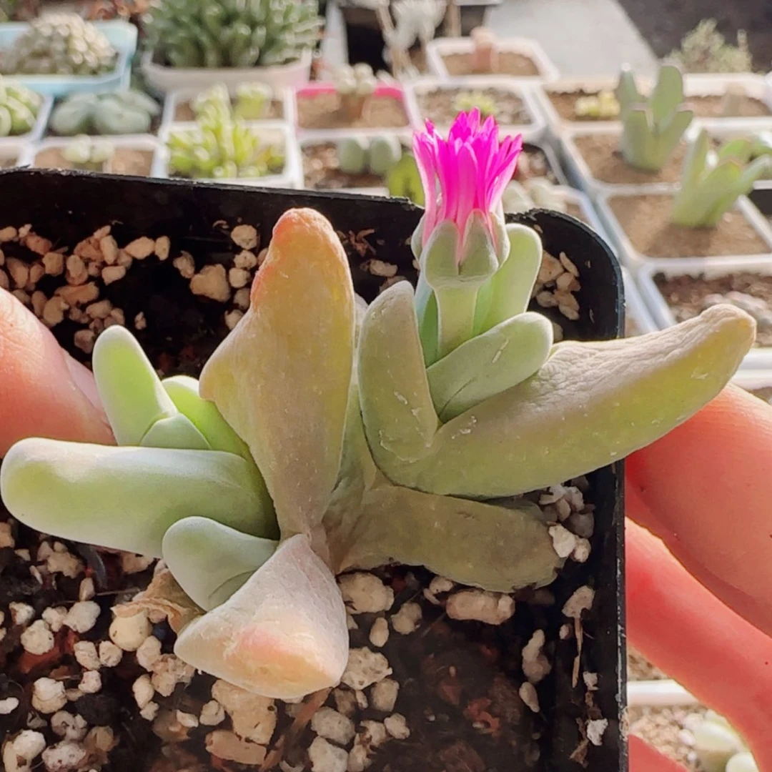 【闪购商品】大白鲨21035