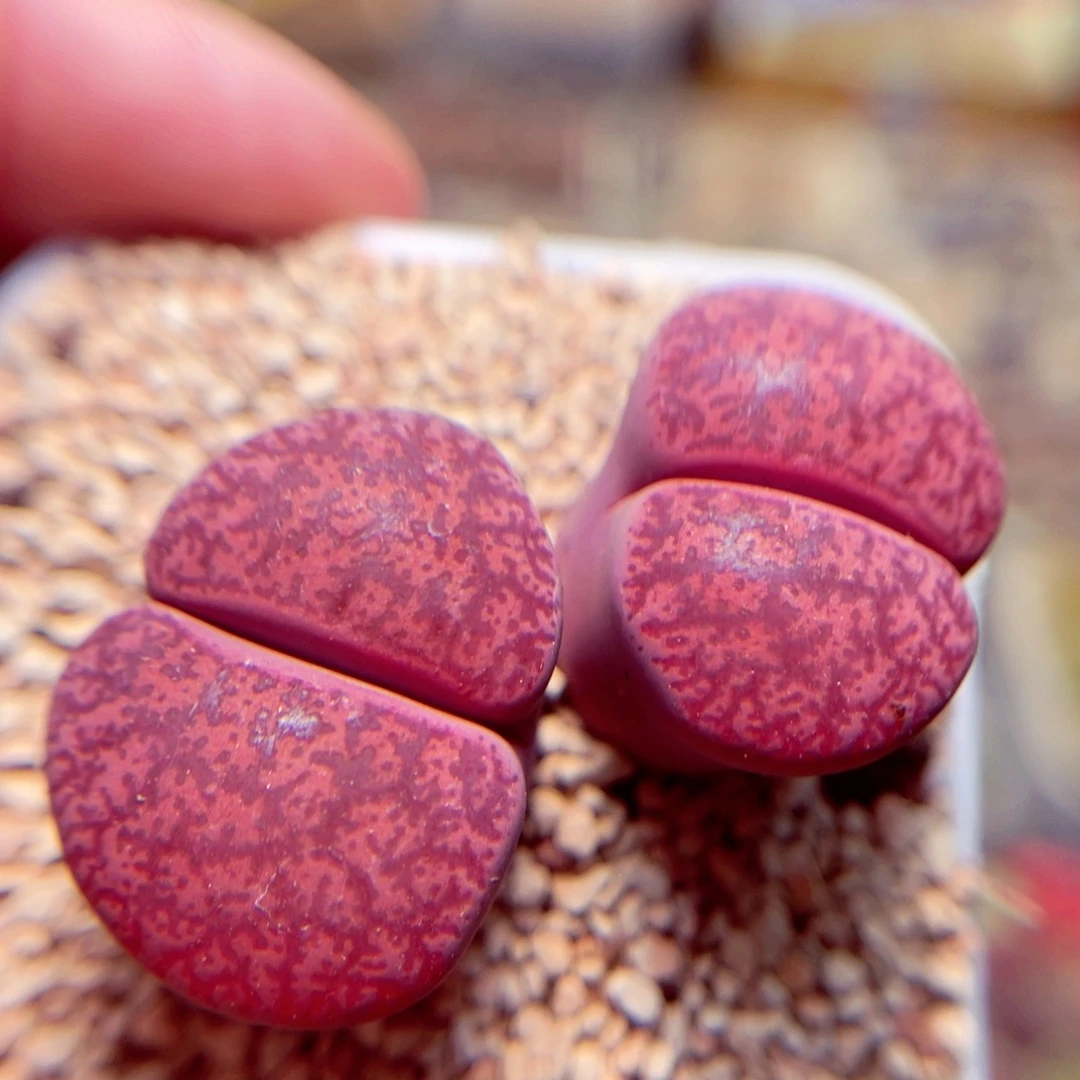 61号带盆包邮发货