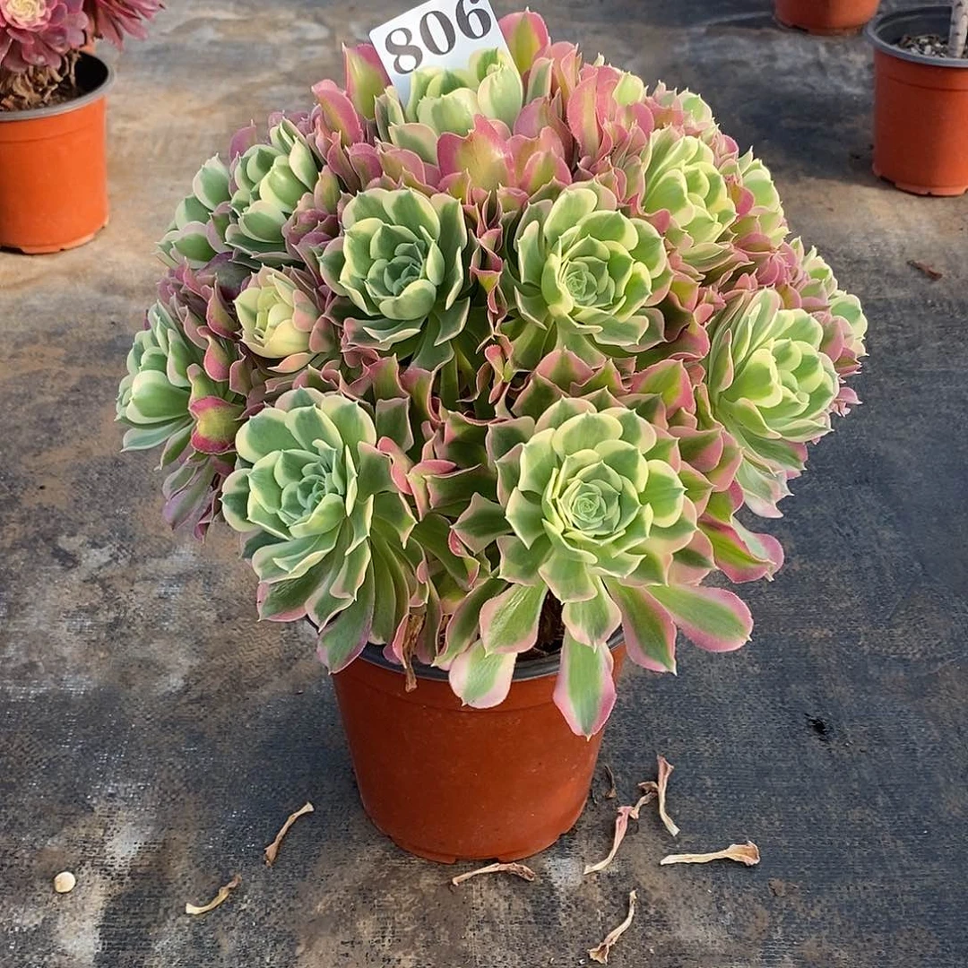 白凤806多肉法师植物