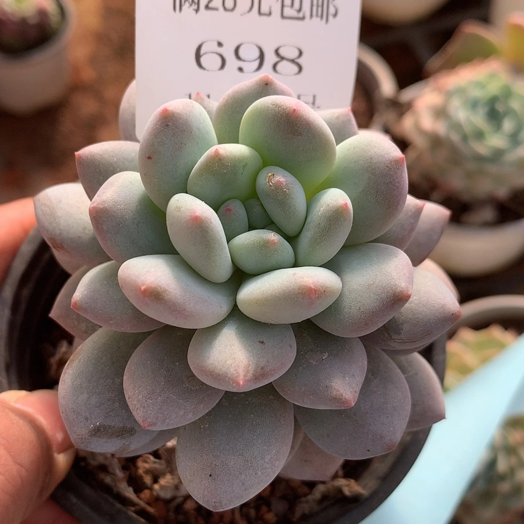 【闪购商品】云698