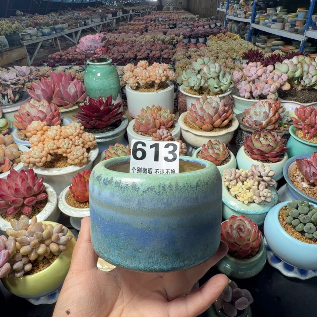 特价花盆满50发货内口9