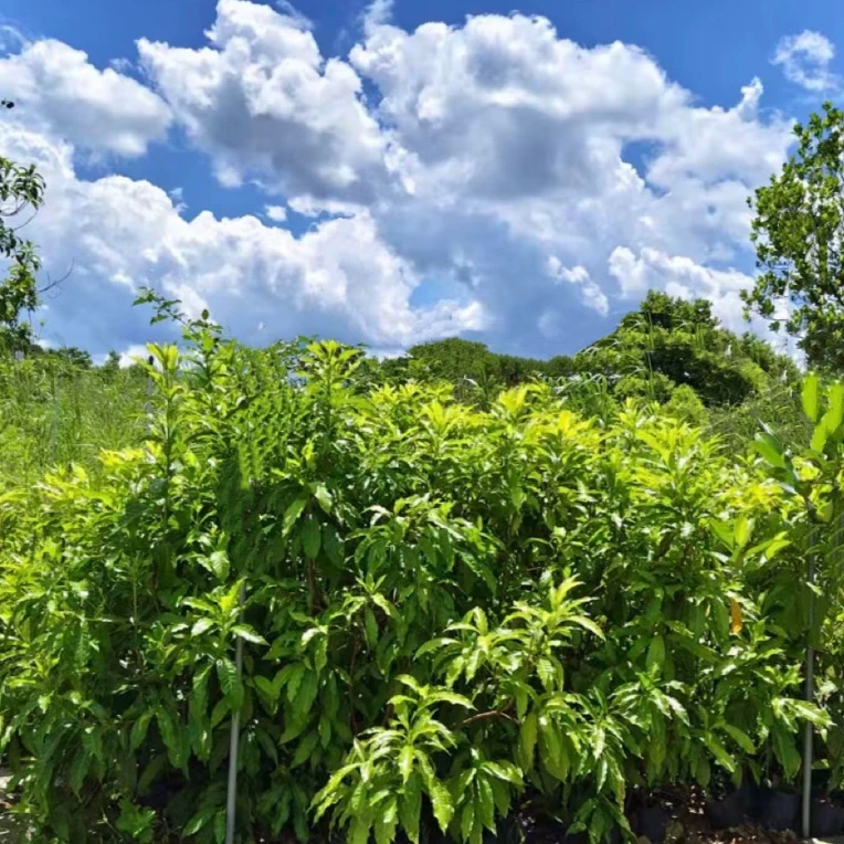 表哥果苗～绿植盆栽 一物一拍 2⃣️