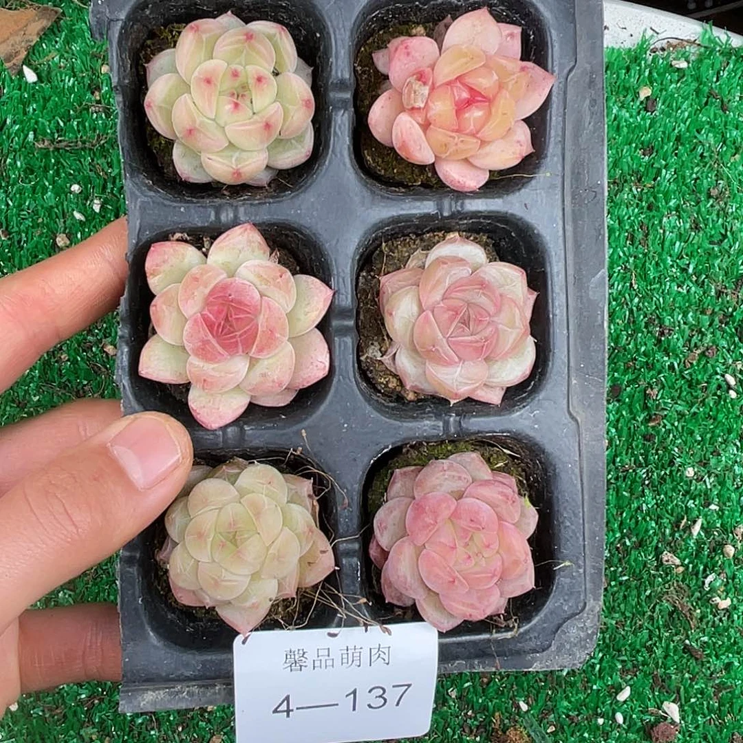 多肉植物一物一拍4-137