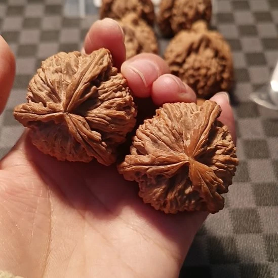 皮***️白狮子头拼接三棱
