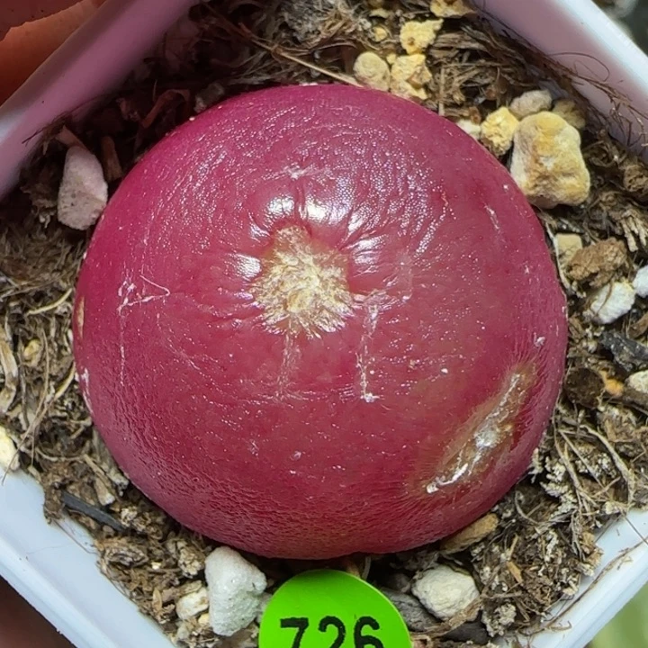 红灯泡3.2+有疤可带盆多肉726