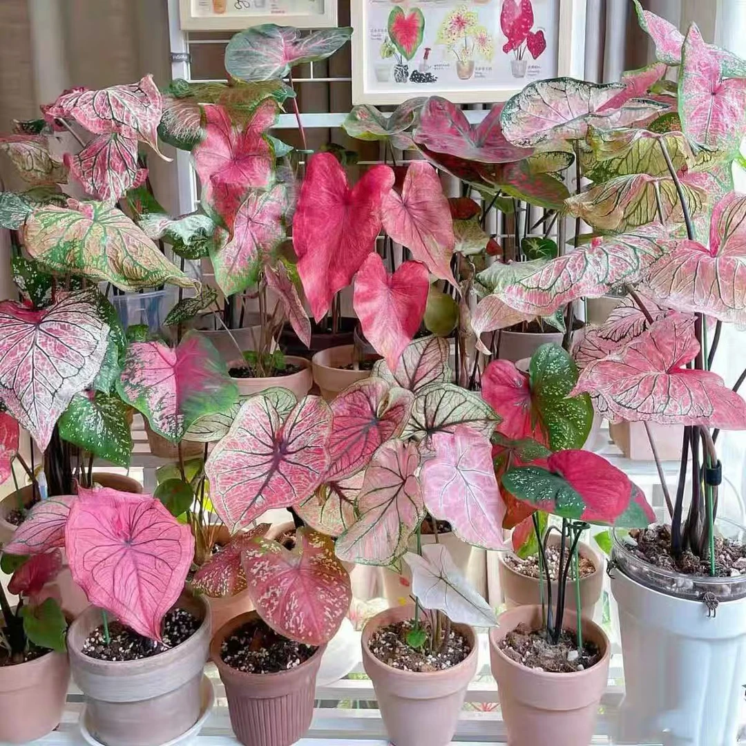 【美国荷兰进口】彩叶芋盆栽观叶植物好养耐热