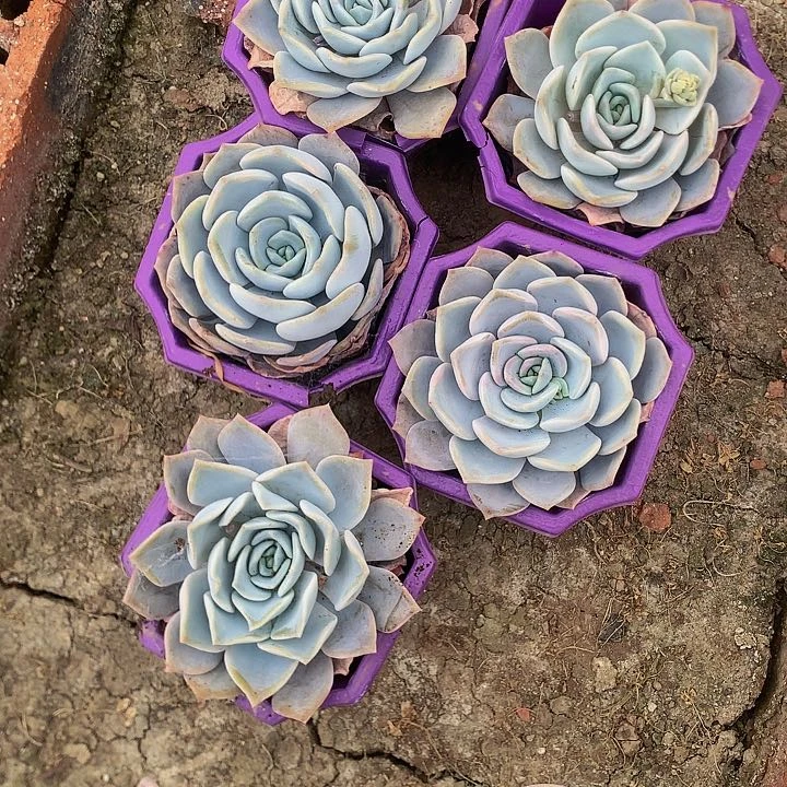 提拉米苏5个，0000000