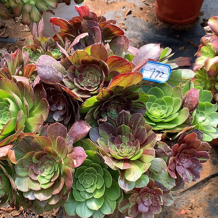 花月夜多肉植物772