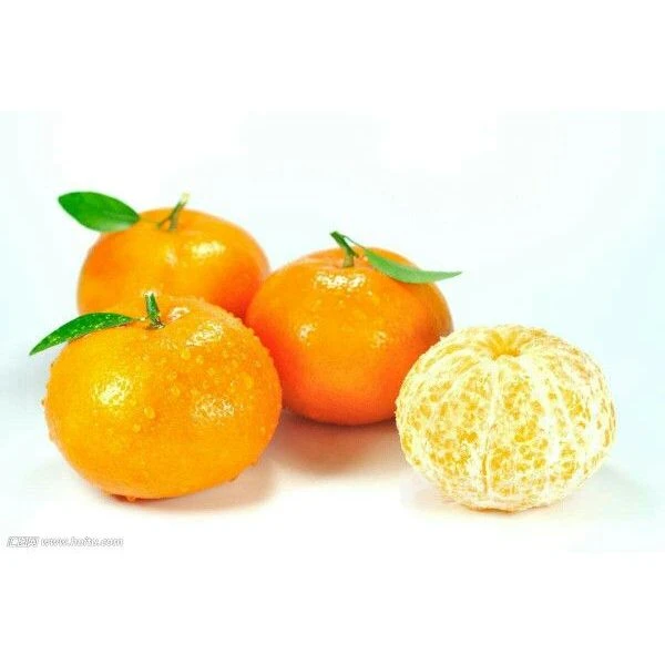 沃柑800g