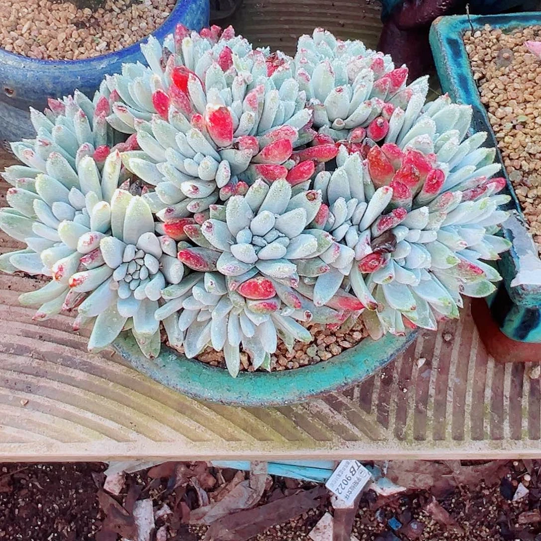 8950白菊千寿姬仙女杯