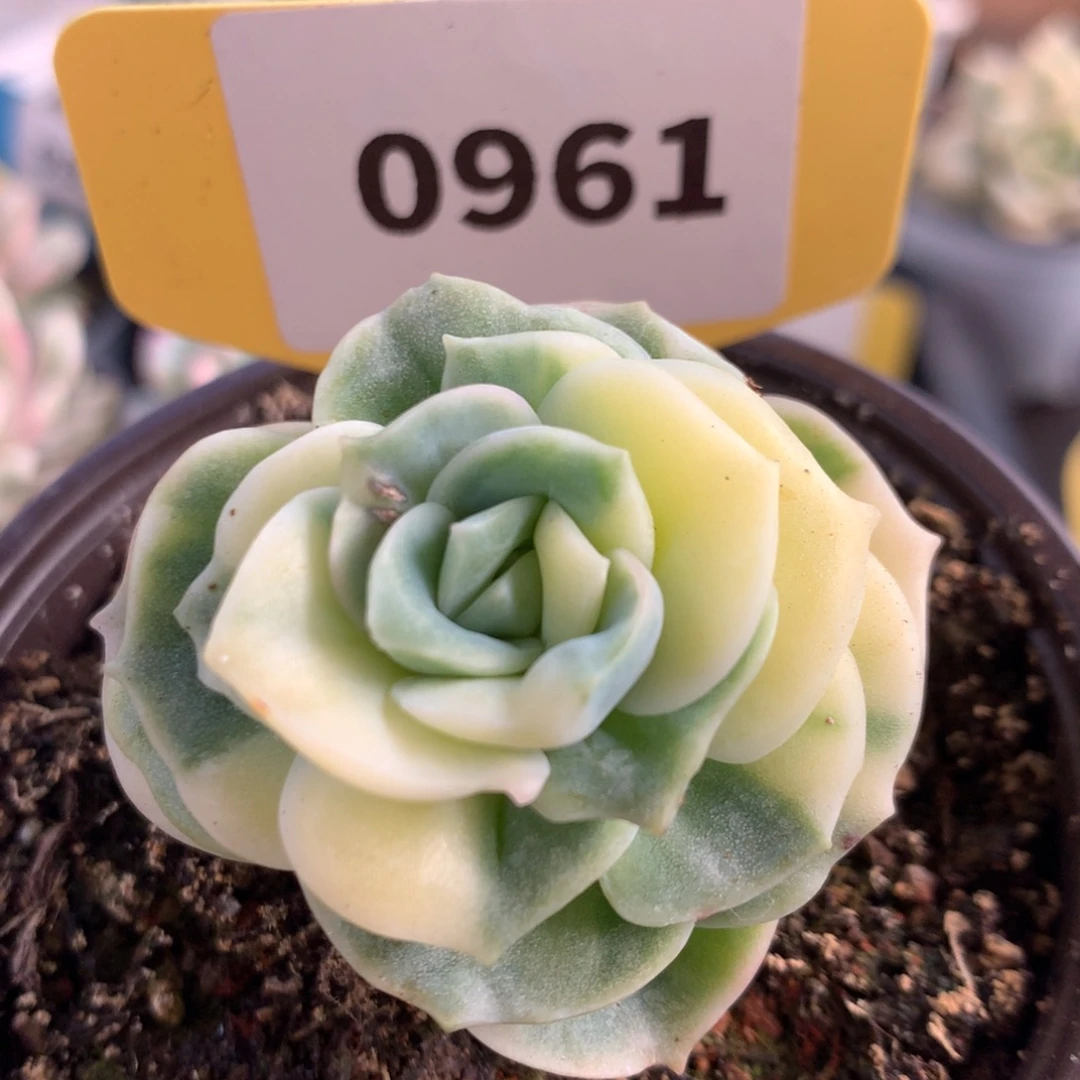 961可爱玫瑰哈哈哈哈哈
