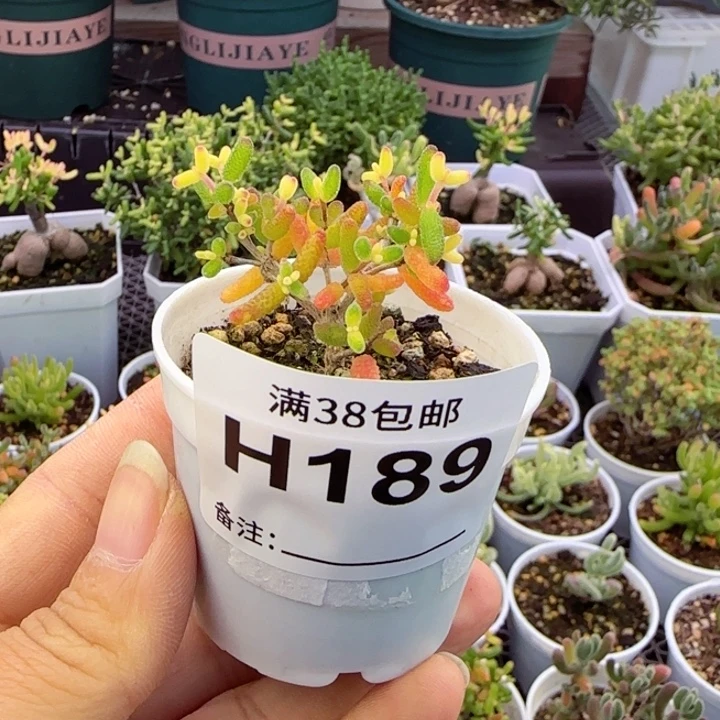 多肉植物枝干假飞机猪