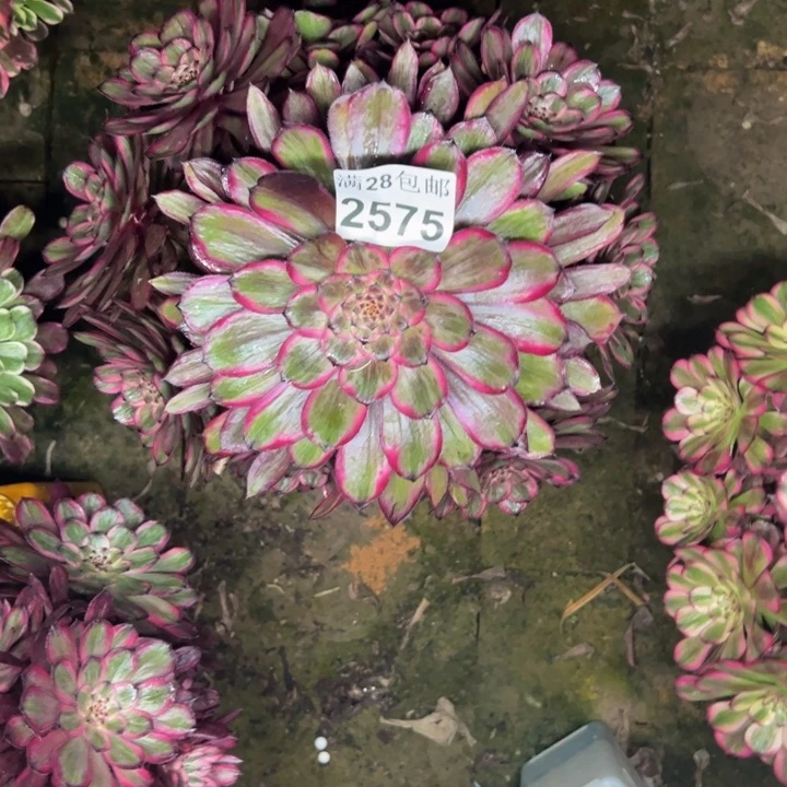 2575紫霞多肉植物