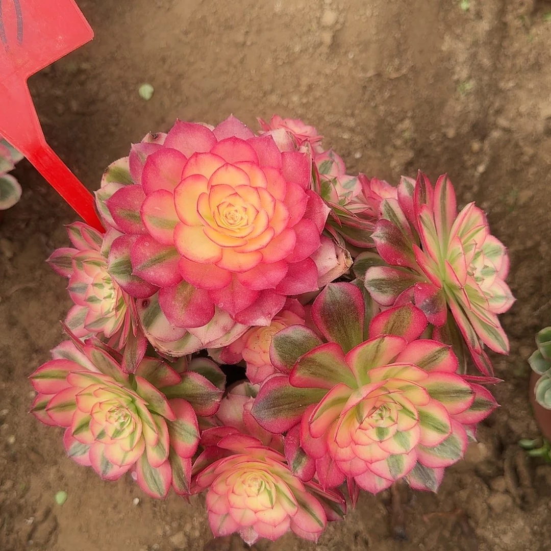 4190倾城多肉法师