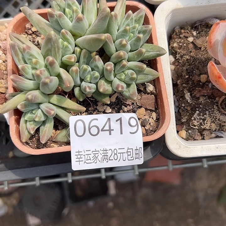 幸运儿的一句台词我真的