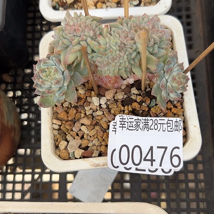 幸运的是我还没遇到你呢