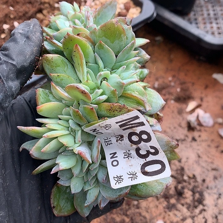 白凤缀化 多肉植物 9.23号左右发货