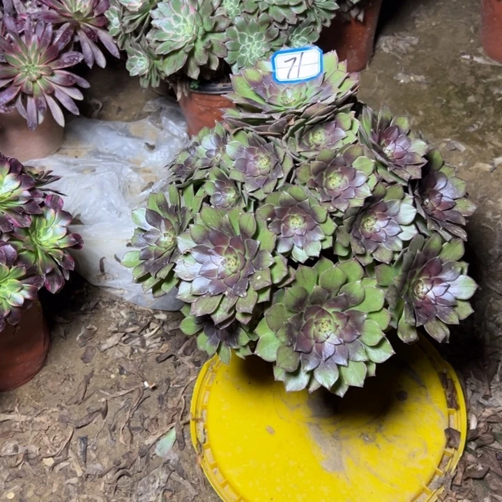 多肉植物红魔法师71