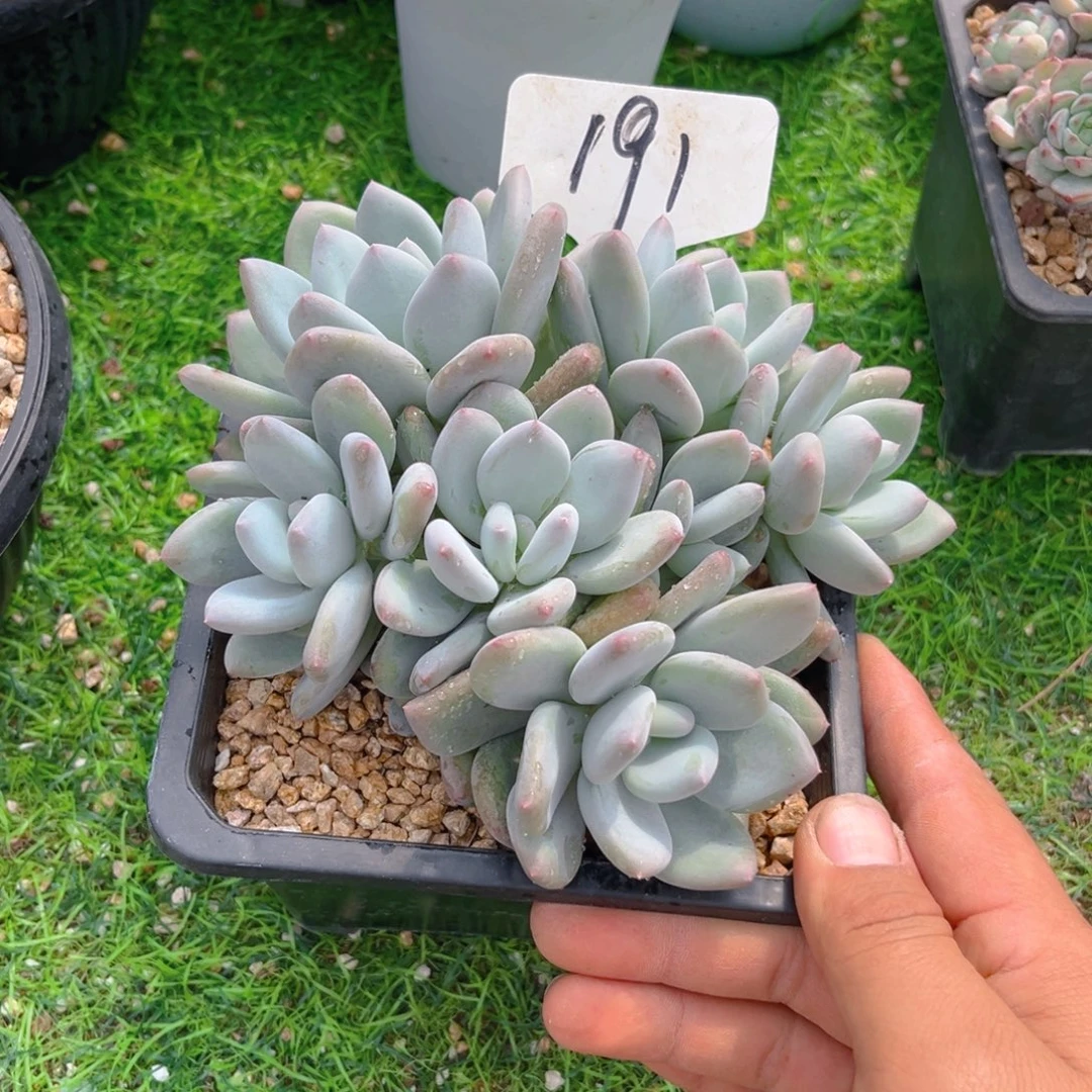 191louxyuzyyyyyyyyxy