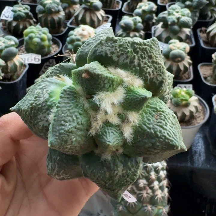 无花朵明**装777大尤牛舌怒涛
