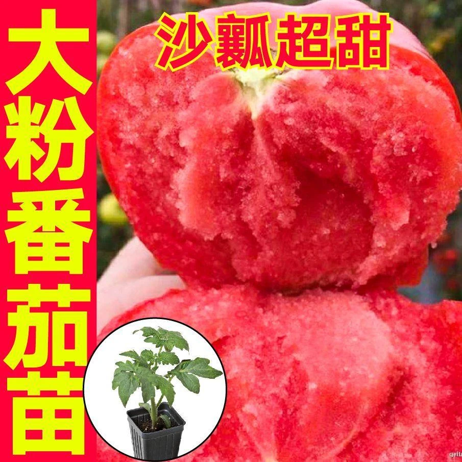 正宗大毛粉番茄苗秧带土老品种沙瓤超甜西红柿种子四季春秋籽