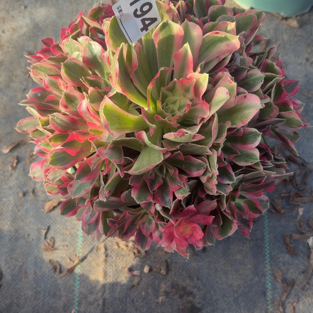 194男神多肉植物多肉植物