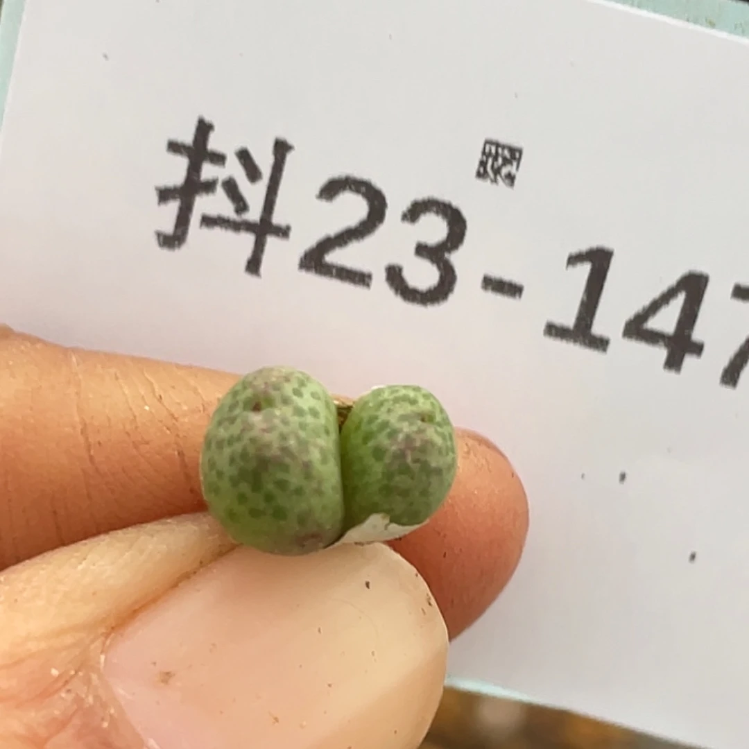 23-147草莓斑马肉锥