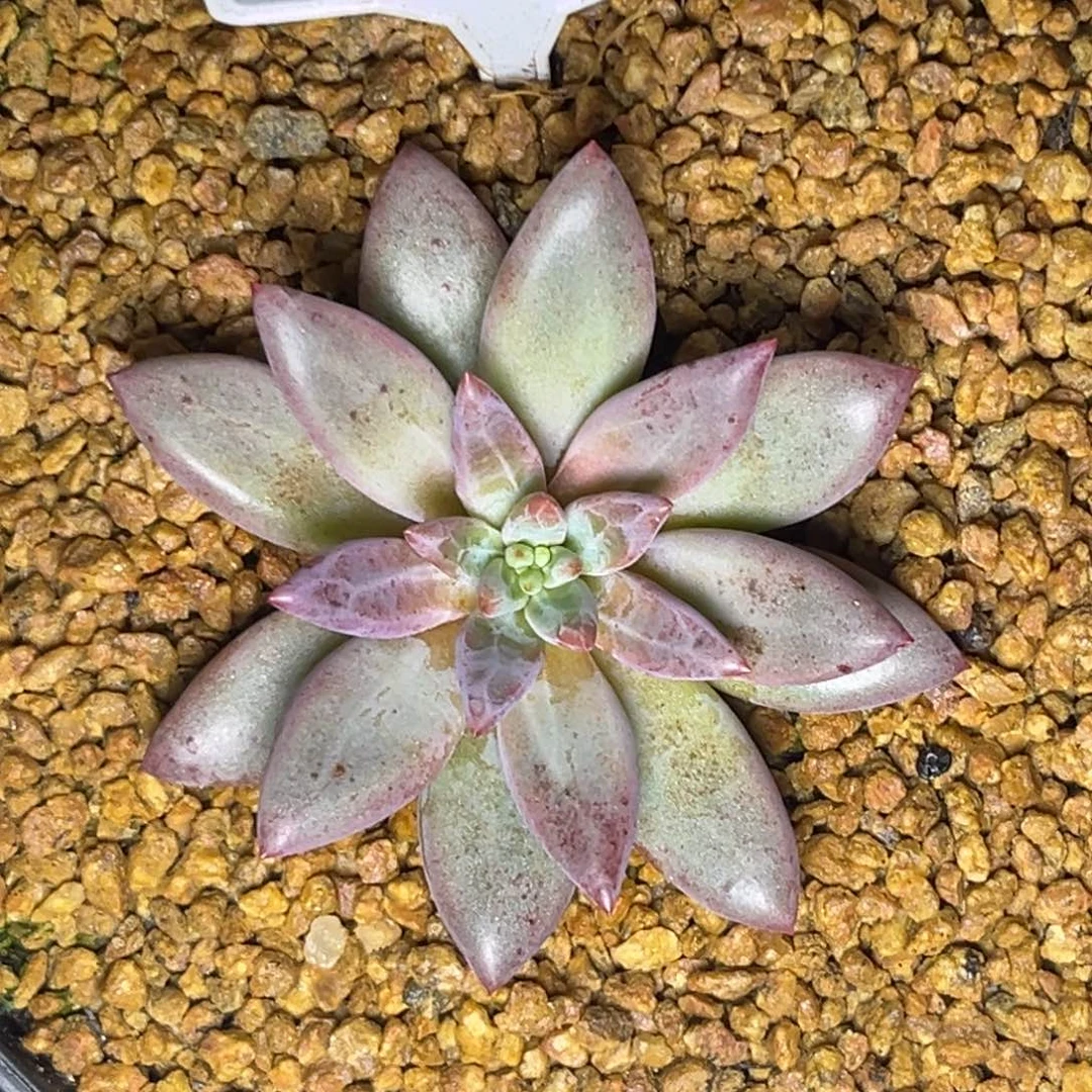 多肉植物虞美人648