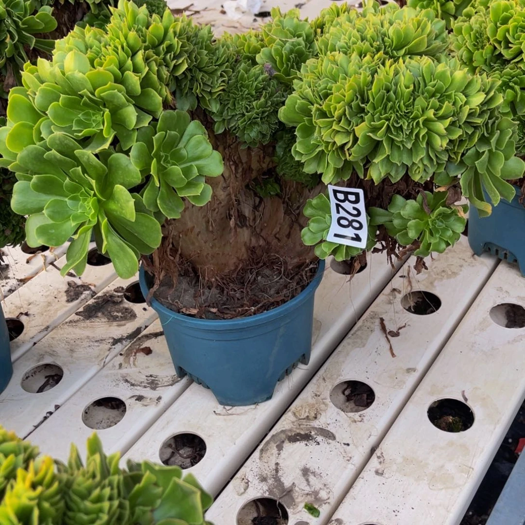 绿杨蓉7//////14包邮