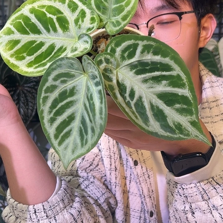 完全开放B50铜锣烧