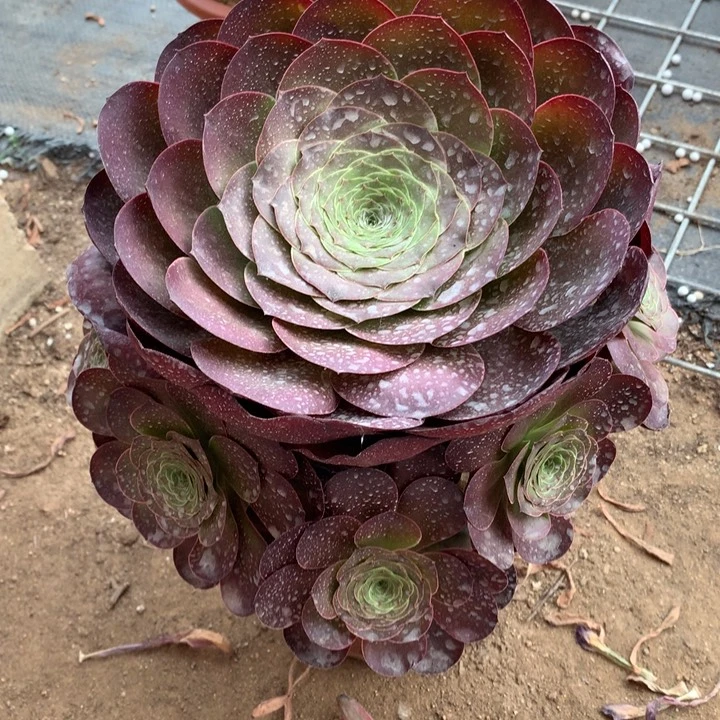 夏***7不包损773号魅金玫瑰