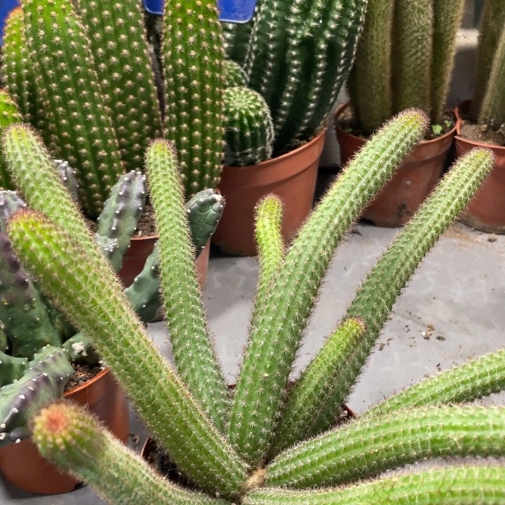 用****3超大群垂钓金妞一杯392