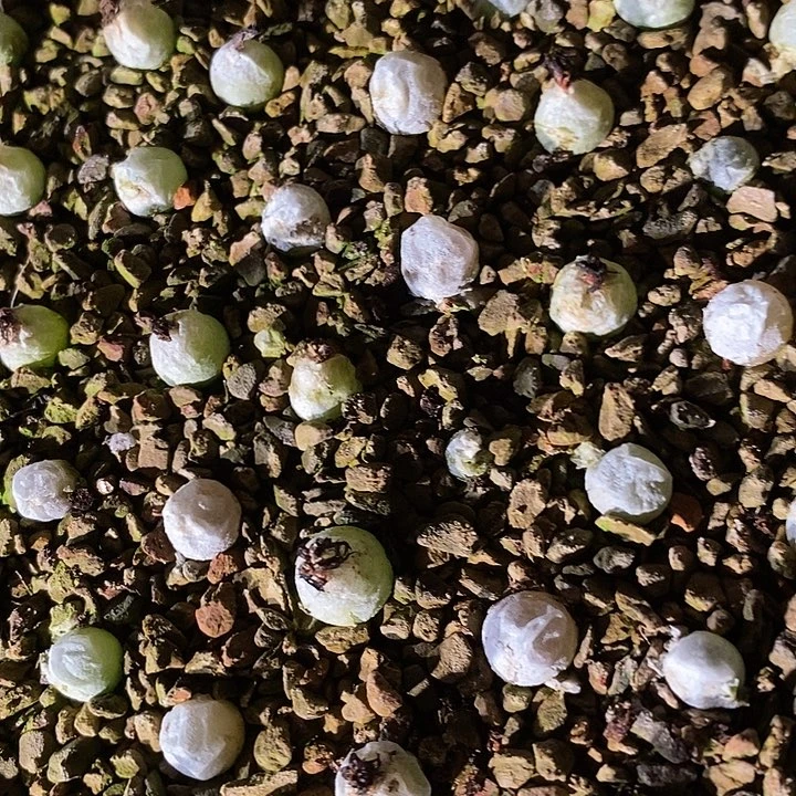 哈默灯泡一颗0.6厘米以上。