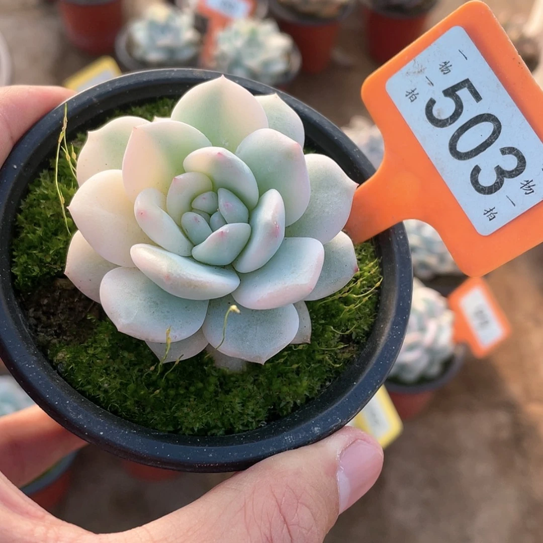 【闪购商品】503号