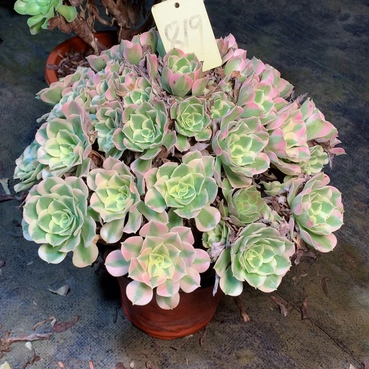 819粉水晶多肉一物一拍