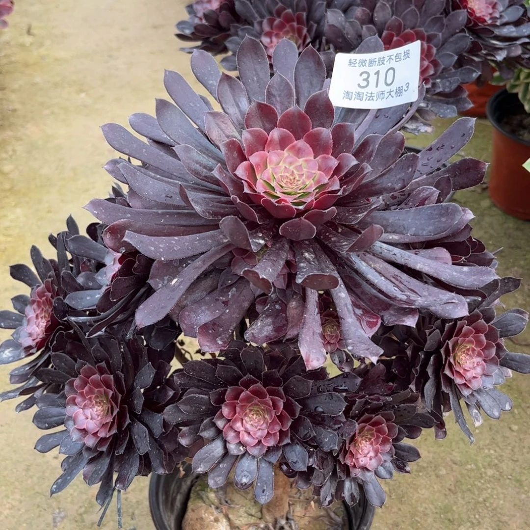 310黑铜壶多肉植物法师