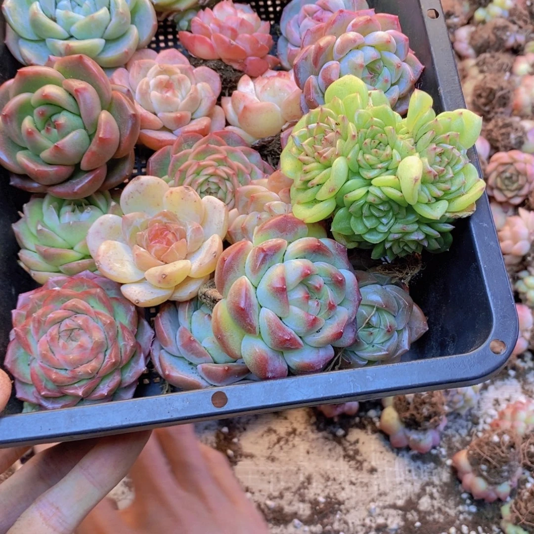 一箱保底20颗。   01。  大的