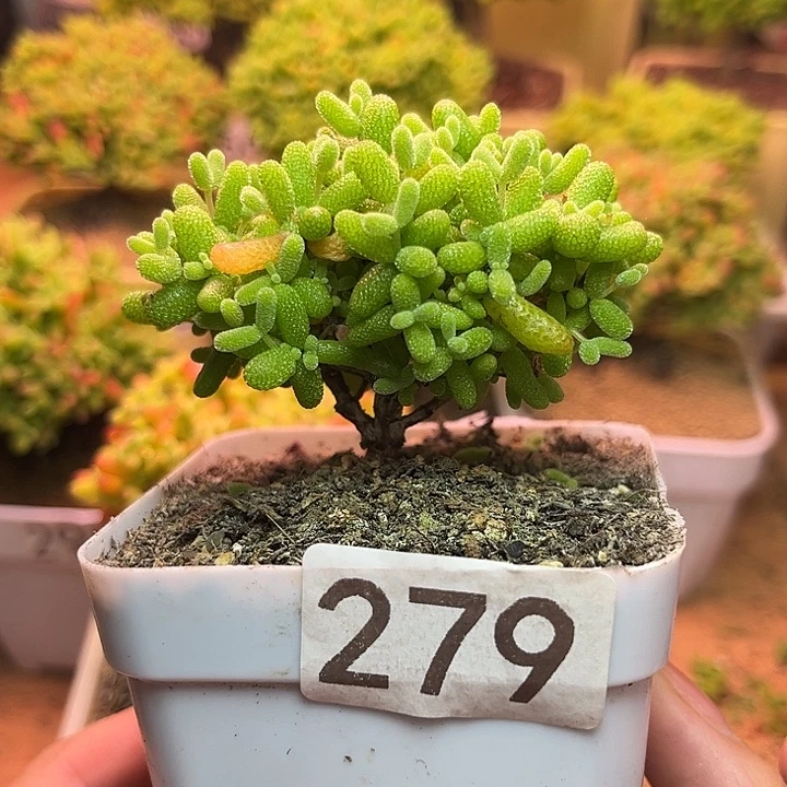 无花朵279金橘糖球