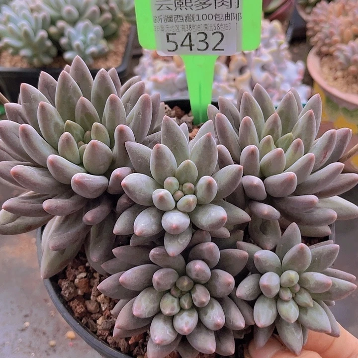 5432红蜻蜓。