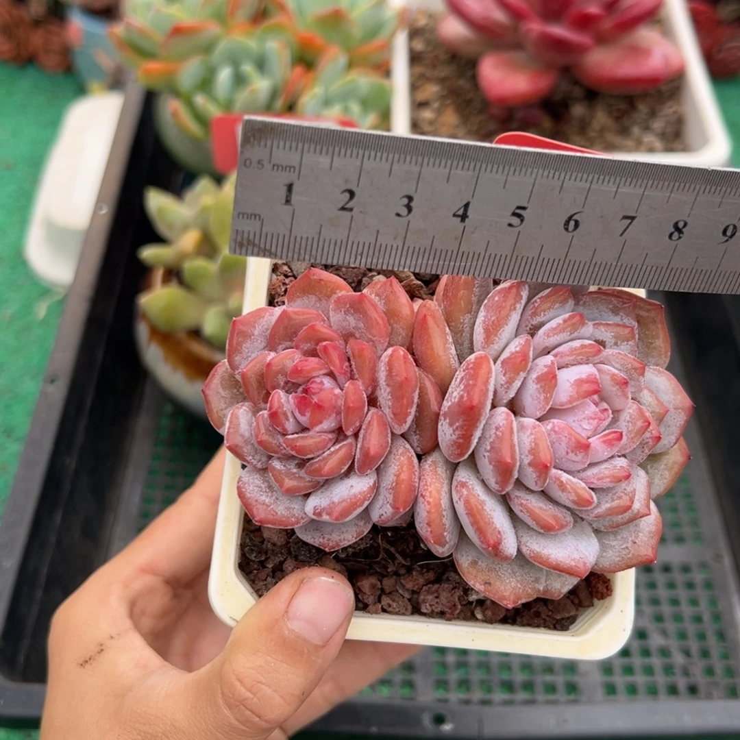 表妹精品多肉植物181.