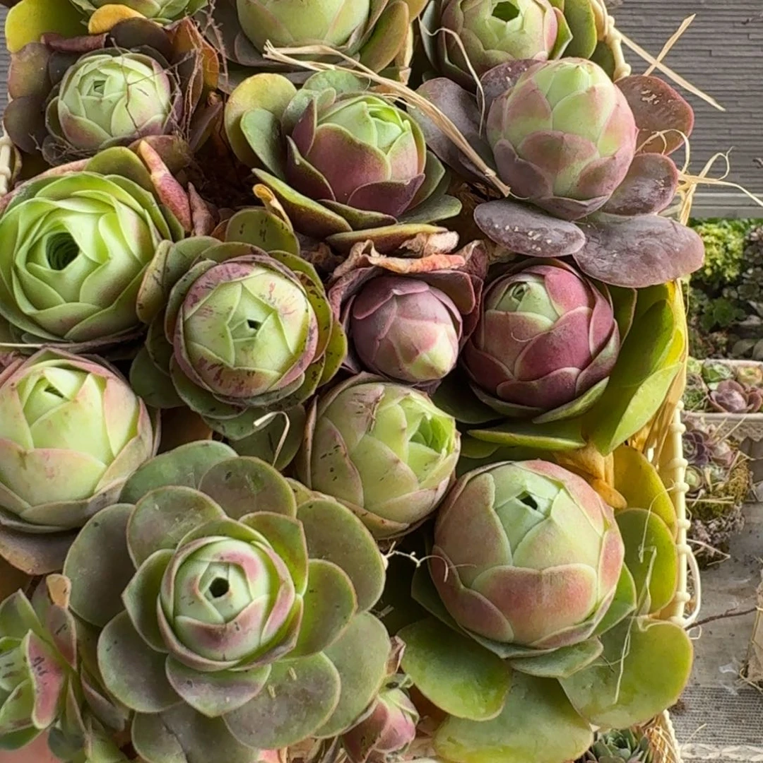 唯*白龙841 花篮组合