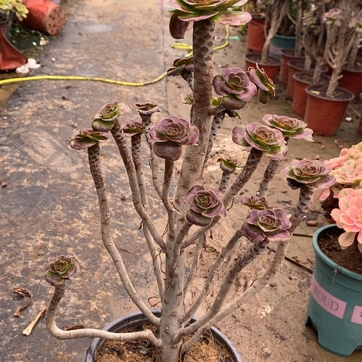 圆叶25多肉植物法师法师