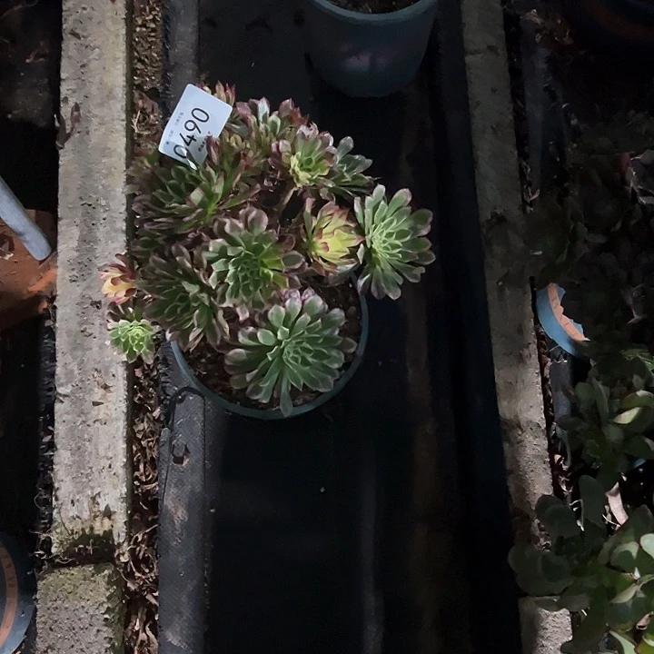 梨***c0490天和多肉植物