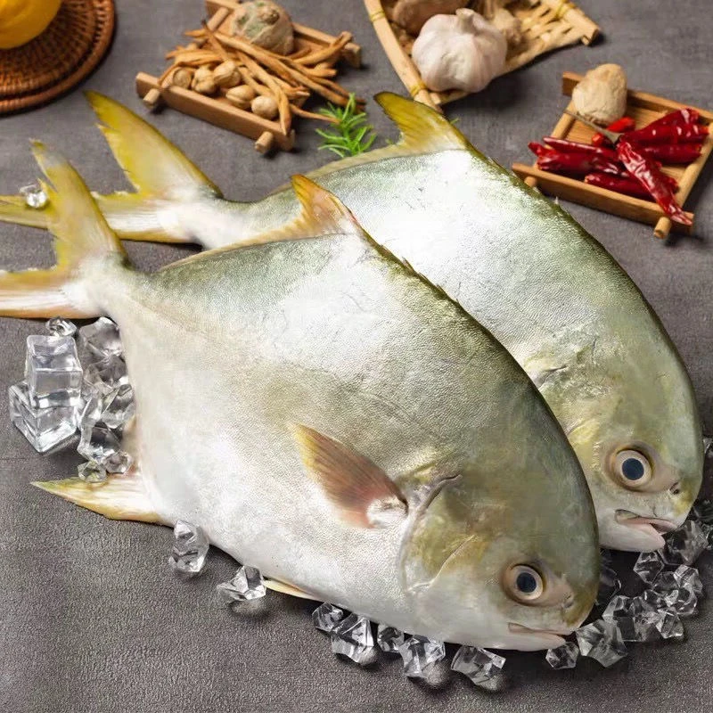 海捕金鲳鱼6条 每条6两-7两之间的 顺丰冷链包邮