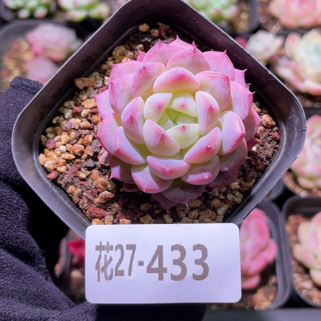 花利美27-433新品