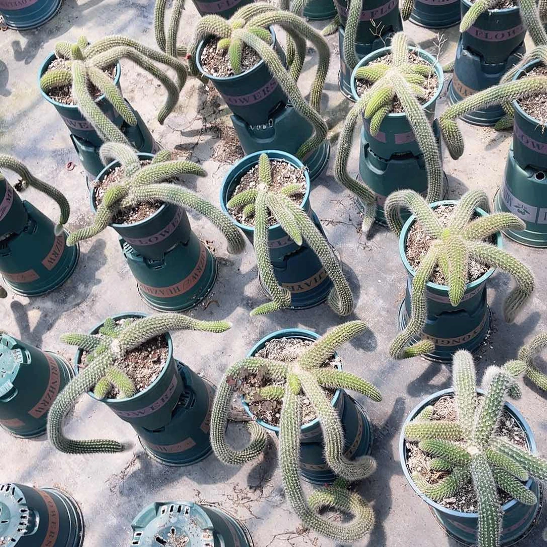 瑕疵处理断尾不售后2颗