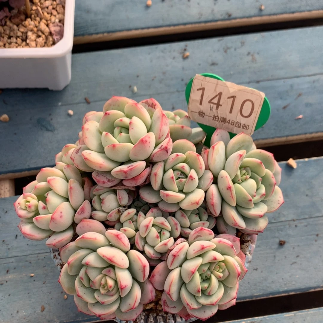 香草矮桩平头无砍1410